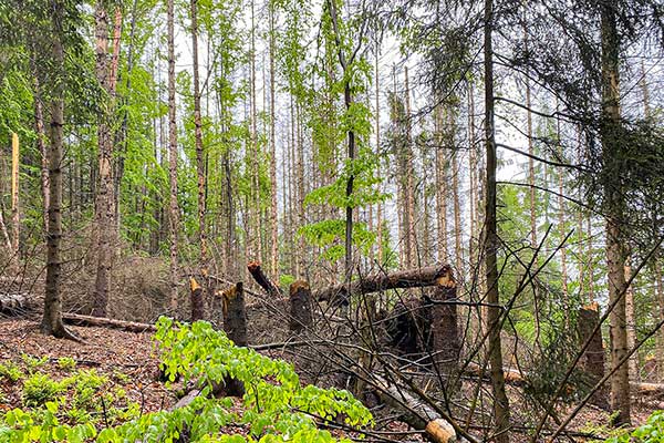 vom Borkenkäfer zerstörter Wald