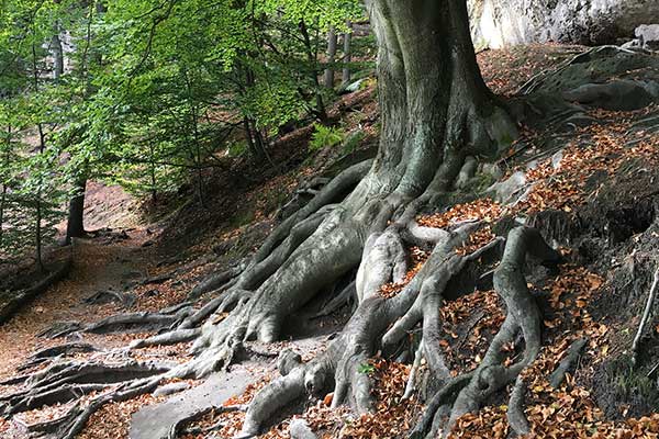 Buchenwurzel auf dem Gabrielensteig