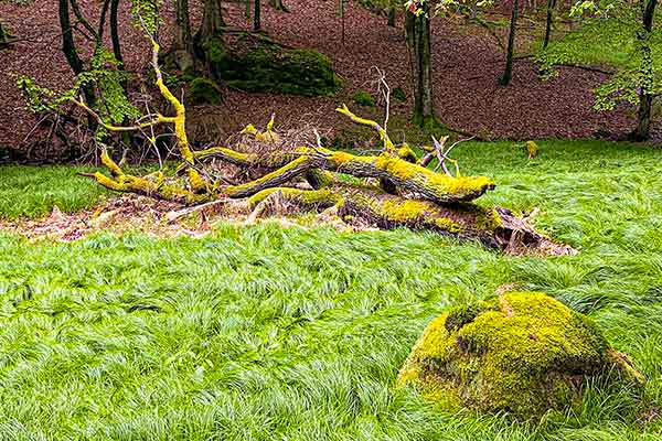 Natur holt sich alles zurück