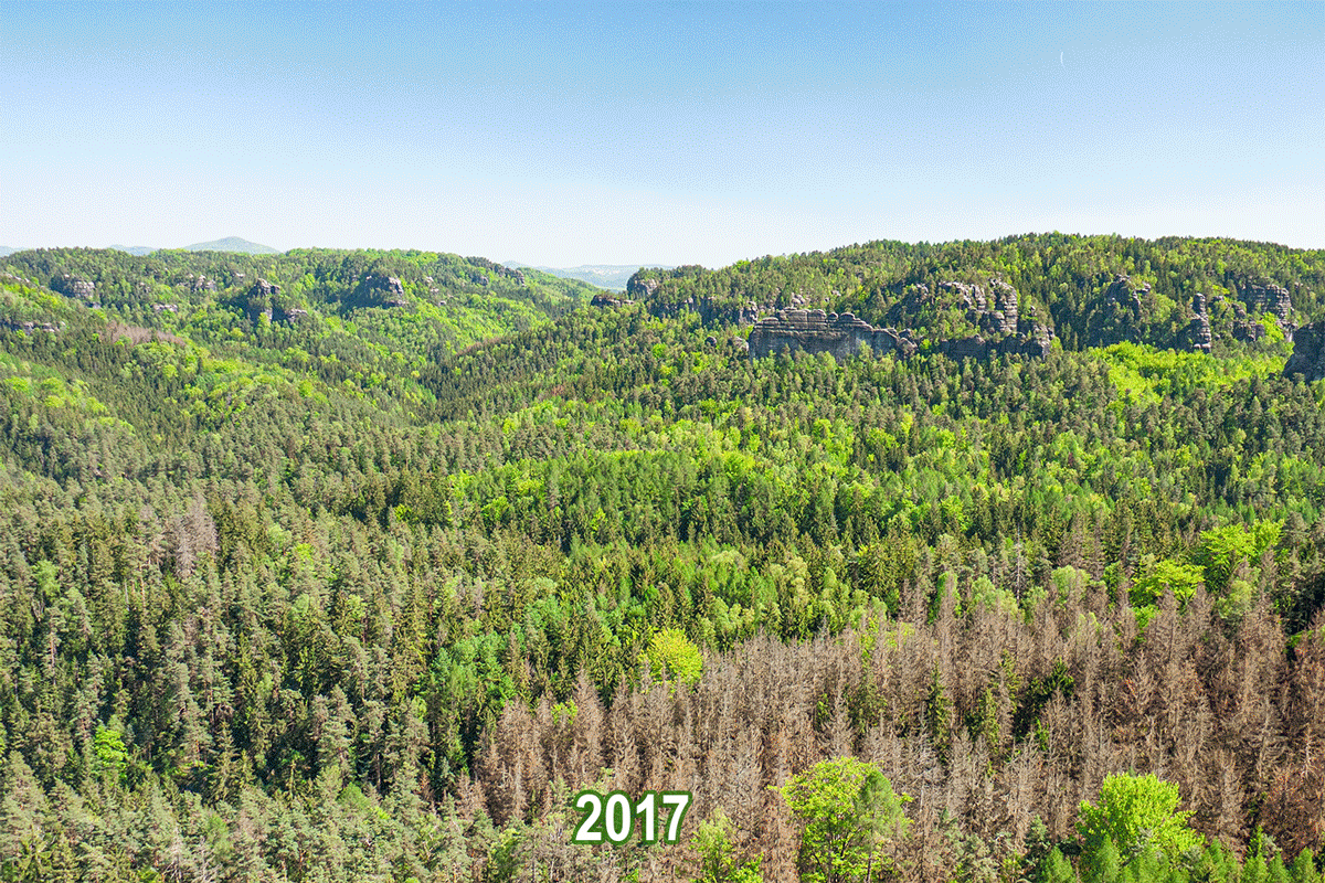 Sächsische Schweiz - Historie des Borkenkäferbefalls im Großen Zschand Sächsische Schweiz - Historie des Borkenkäferbefalls im Großen Zschand