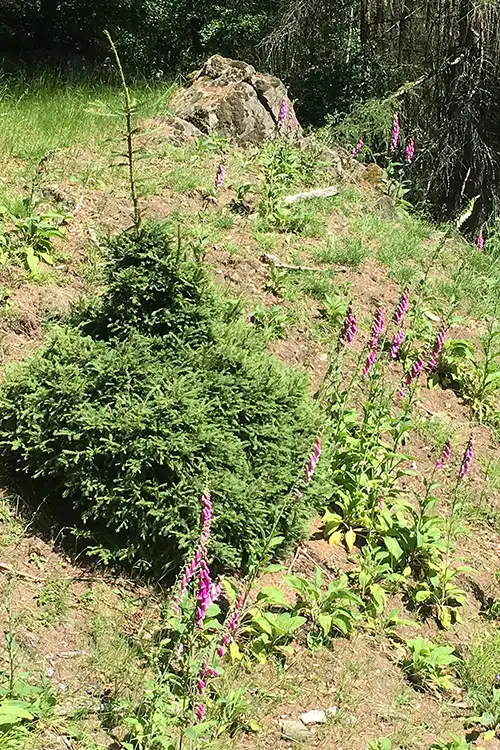 Polenzitdurchbruch am Malerweg Polenzitdurchbruch am Malerweg