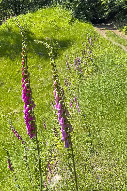 'Fingerhutplantage' am Malerweg 'Fingerhutplantage' am Malerweg