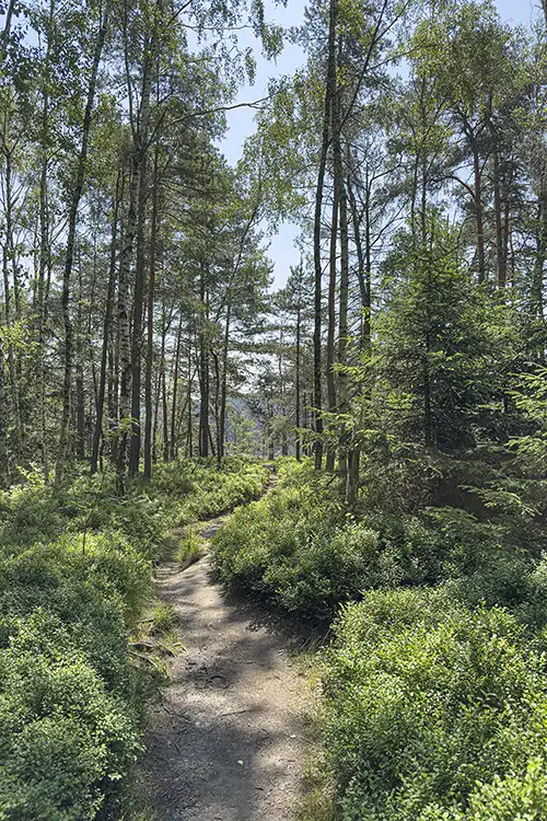 ... durch Blaubeergebüsch zur Aussicht ... durch Blaubeergebüsch zur Aussicht
