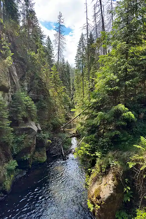 Blick in die Kirnitzschklamm