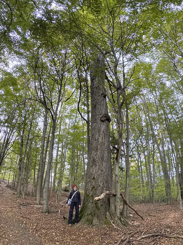 Rotbuche am Abzweig zum Kleinen Pohlshorn